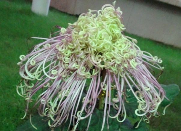 喜欢菊花,不如养盆“菊中珍品”国华濑音,似窈窕美人,美轮美奂