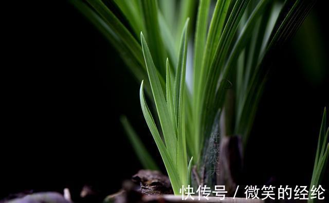 兰苗|怎么判断兰花缺少氮磷钾?学会这三招,养不好兰花都难