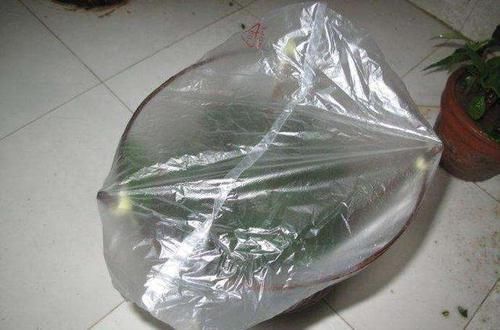 扦插|三角梅扦插总不活?吹口仙气,成活率翻倍,20天冒新芽