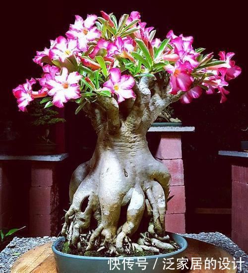 叶片肥厚|8种漂亮花,再宠爱也不能惯着,少浇水、用小盆,越养越精神!