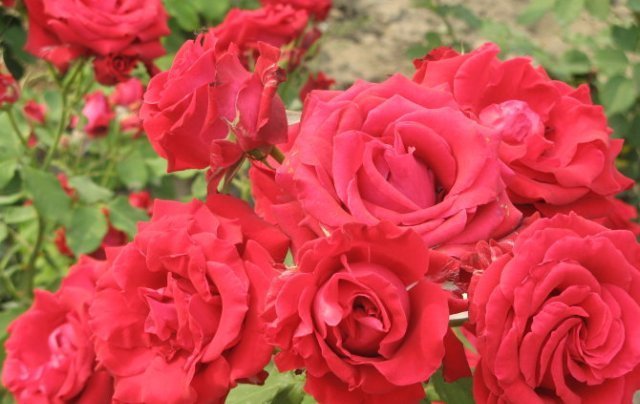 翻倍|月季开花少抓住几个“关键点”，花苞一茬接一茬，开花翻倍