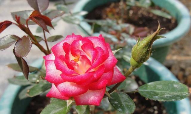 养月季,有2个“小技巧”,笋芽壮、花苞多,花儿开得碗口大