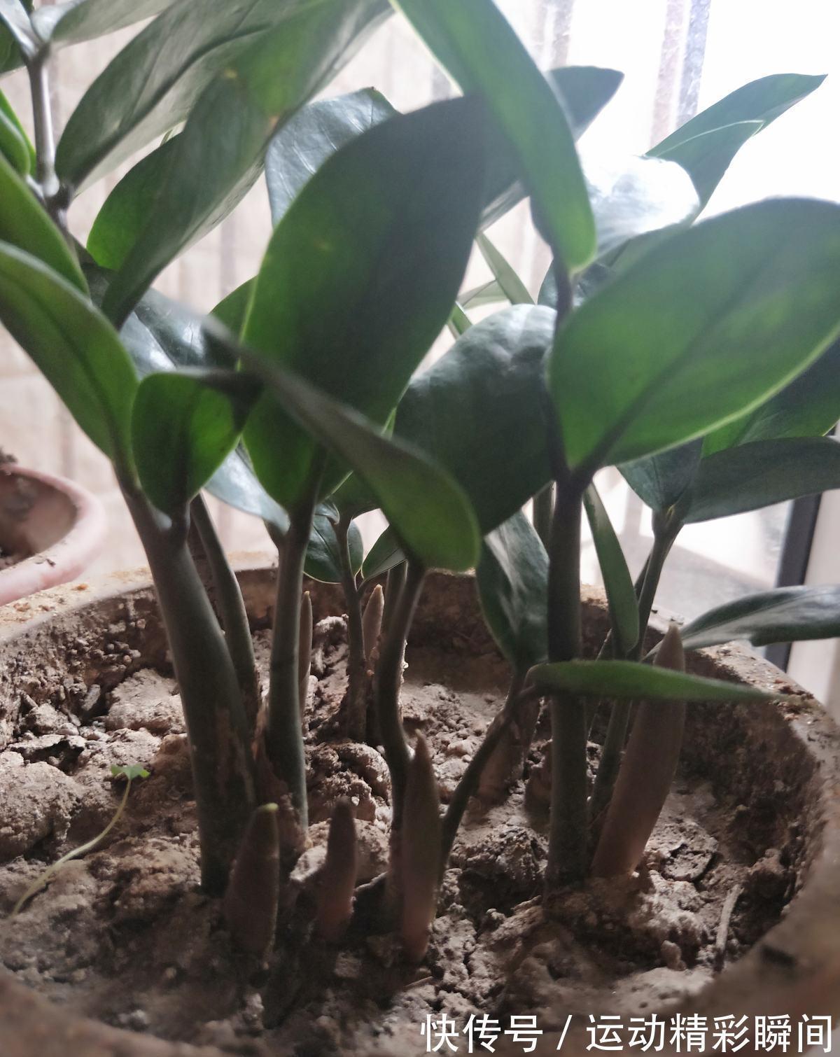 养护|家里摆一盆金钱树,招财进宝寓意好,长得壮福气旺