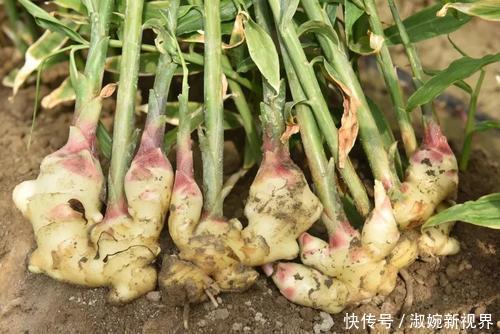 花花|别再买生姜了,拿一块埋土里,嗖嗖长出一大堆!