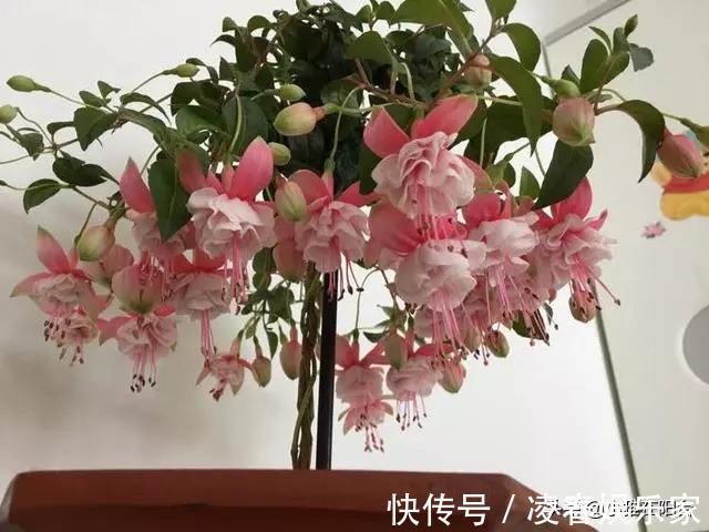 比绿萝还漂亮的花，一个枝泡水里，10天长根，喜庆好看，一开99朵