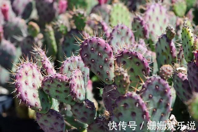 3种“丑花”，长得不怎么样，却能旺运镇宅，关键还好养