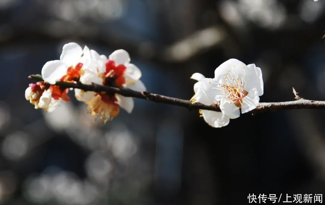 走进|梅开五福！普陀这里简直“美爆了”