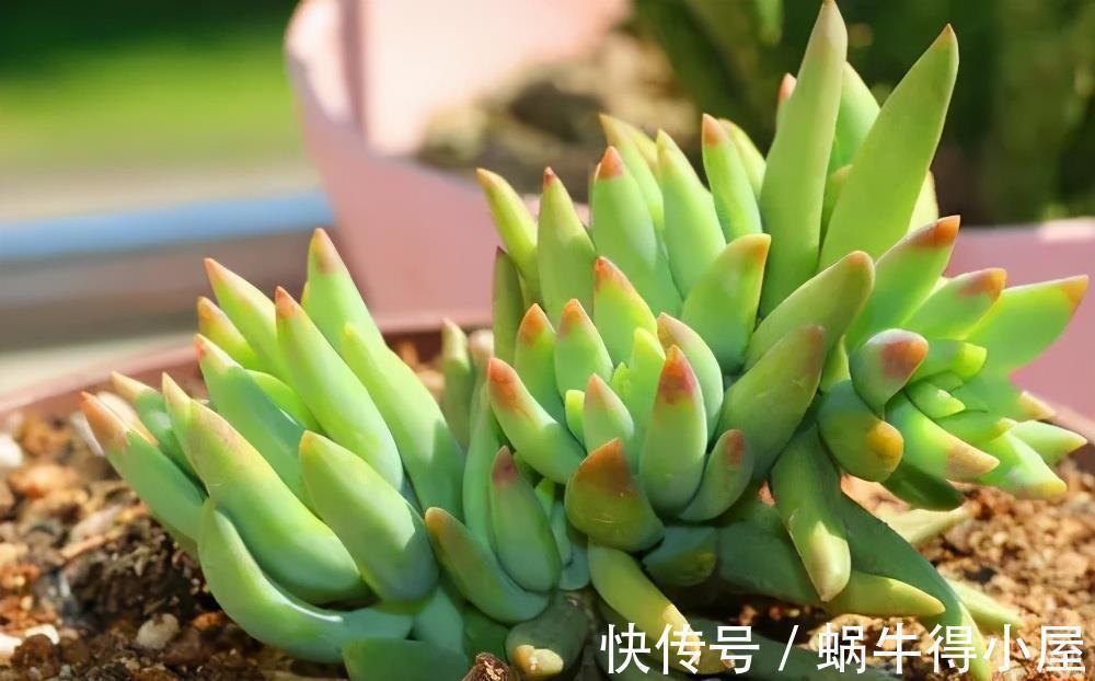 植株|多肉千佛手,号称“绿巨人”,一片叶子长一盆,养成群生肉墩子