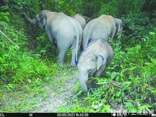 中国科学报|亚洲象的“奇幻漂流”：哪里宜栖居？国家公园能否成为新家？