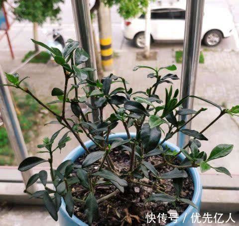 浇水|家养栀子花，每个月用两次绿色粉末，香飘满屋，花开六月底