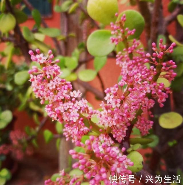 植物|养这“2种”树，能成“老桩”，越养殖越好看，而且“价格高”