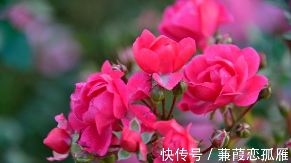 土壤|茶花有“三怕”,学会后不卷叶,开花多而艳