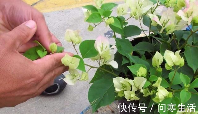 新芽|学会给三角梅“打顶”，小苗变盆景，一年四季花开满枝头