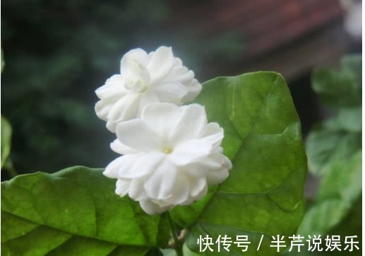 茉莉|邻居养了一株笔尖茉莉，香味蹿进了左邻右舍，太好闻了！