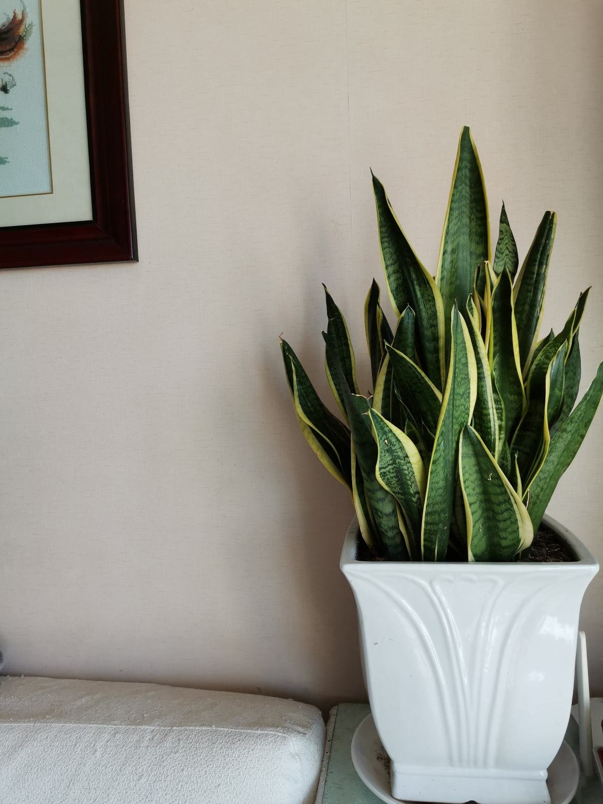 长寿花|8种花是“旱鸭子”，水一多就容易烂，不浇水反而壮得像萝卜