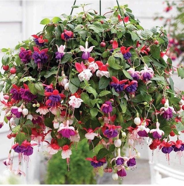 4种花随手放土里就能活，浇点水，7天就长根，坐等爆盆！