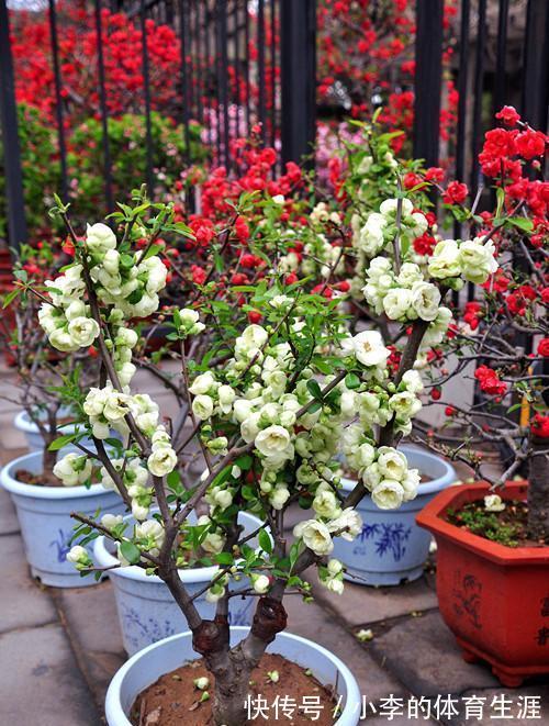 龙骨|9种花好养又吉祥,却是“穷苦命”,小盆少水多晒晒,反而长得旺