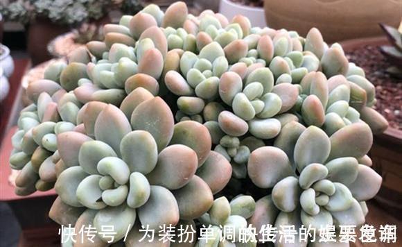 单头多肉如何变成多头，4个方法可供选择，多头的多肉真的太美了