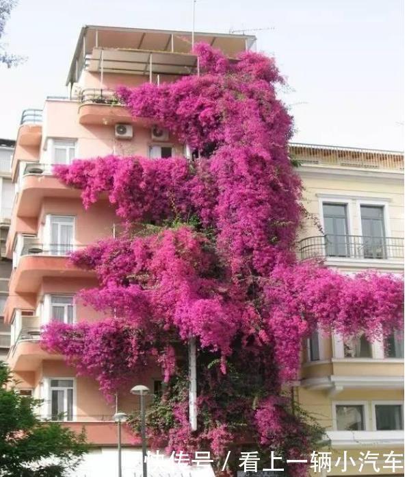 养花就养这几款,花大服盆快,沾点水就疯长,开花勤还爱爆盆