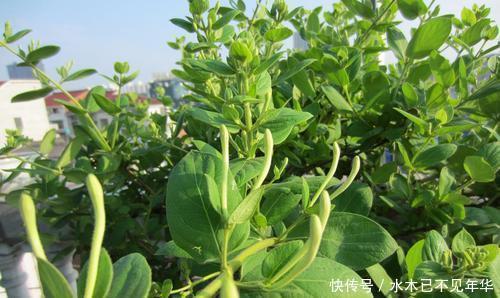 夏季摘1个枝,丢盆里,来年花开满阳台,成枝肥叶壮有价值的盆景