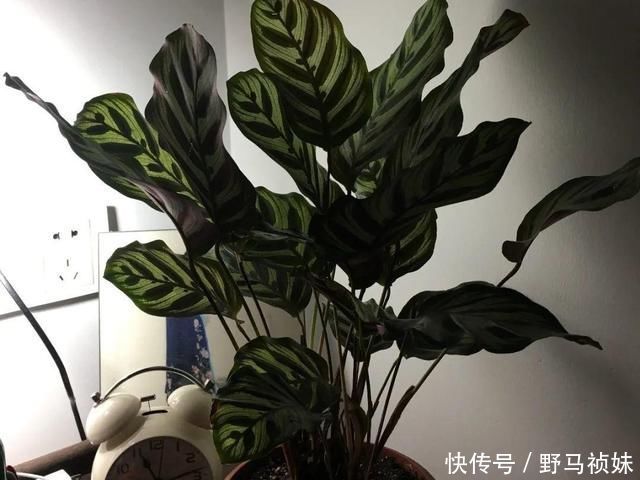 叶子|6种花一天不浇水,叶子就耷拉,缺水3天就死翘