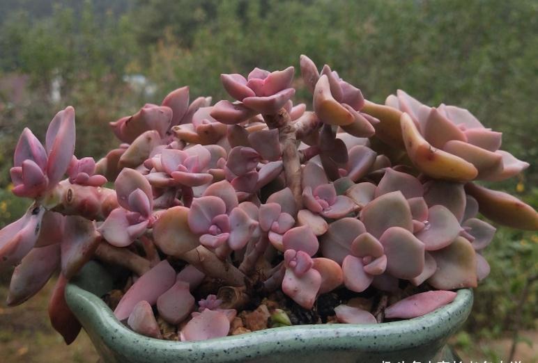 环境不好养多肉用大盆？是想一年四季对着一片“青菜”？快换盆吧