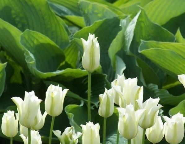 花人|这三种花“疾病花”千万不要放在家里养,懂花人都搬到外面养去了