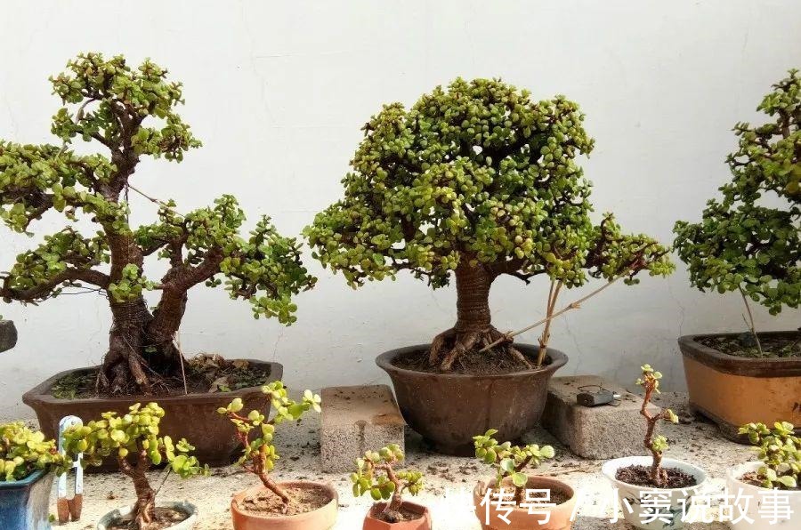 金枝玉叶不能长太高,越矮越值钱,一长高就砍!