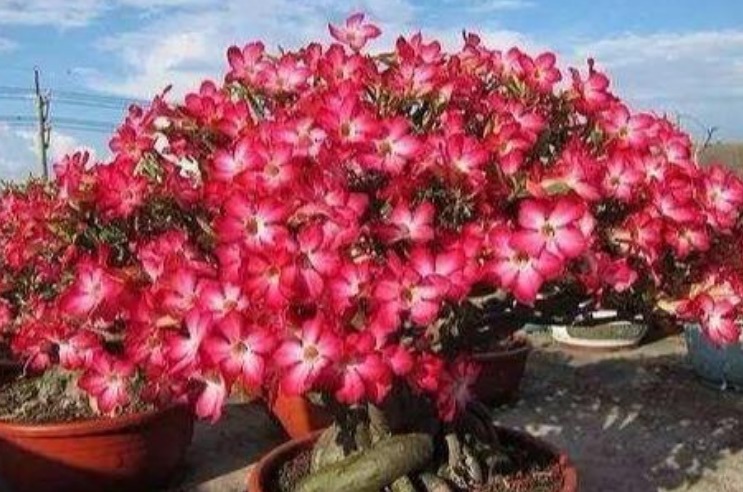 养花就养此花,1个月不浇水,照样长得旺,开花比玫瑰还漂亮!