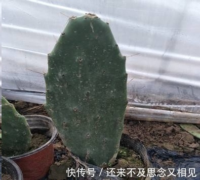 现在把蟹爪兰嫁接到仙人掌上,不用管,秋天也能开成瀑布!