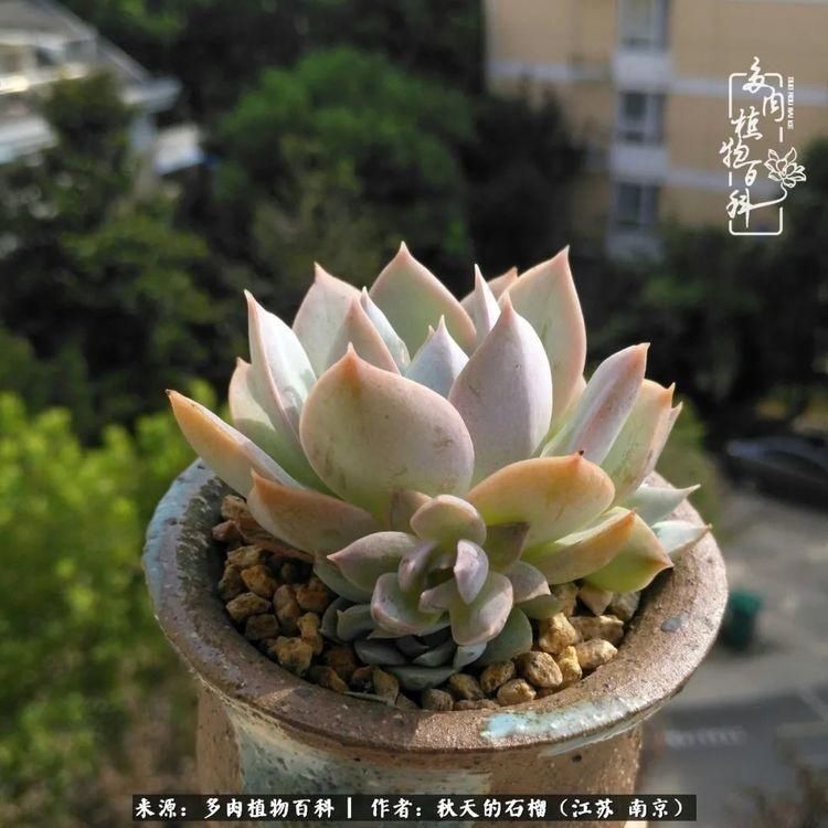 渡劫归来的肉肉,谁是谁的前世,谁又成了谁的今生