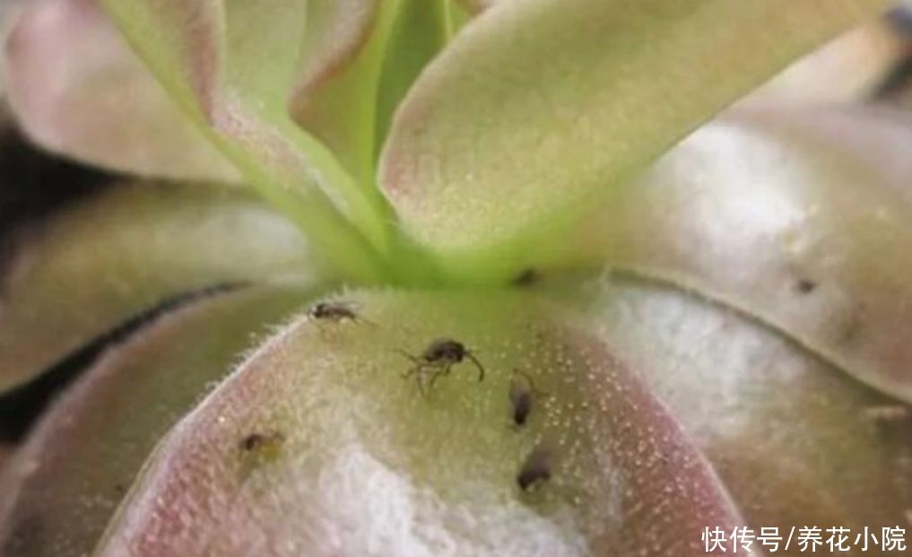 花盆里出现小黑飞怎么办？只用2招，全部清除干净