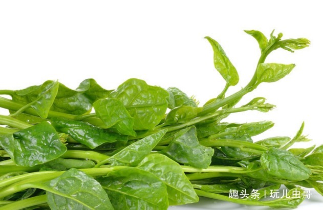 木耳菜|木耳菜口感鲜嫩、清香脆口，重视水肥管理，种出绿色优质的木耳菜
