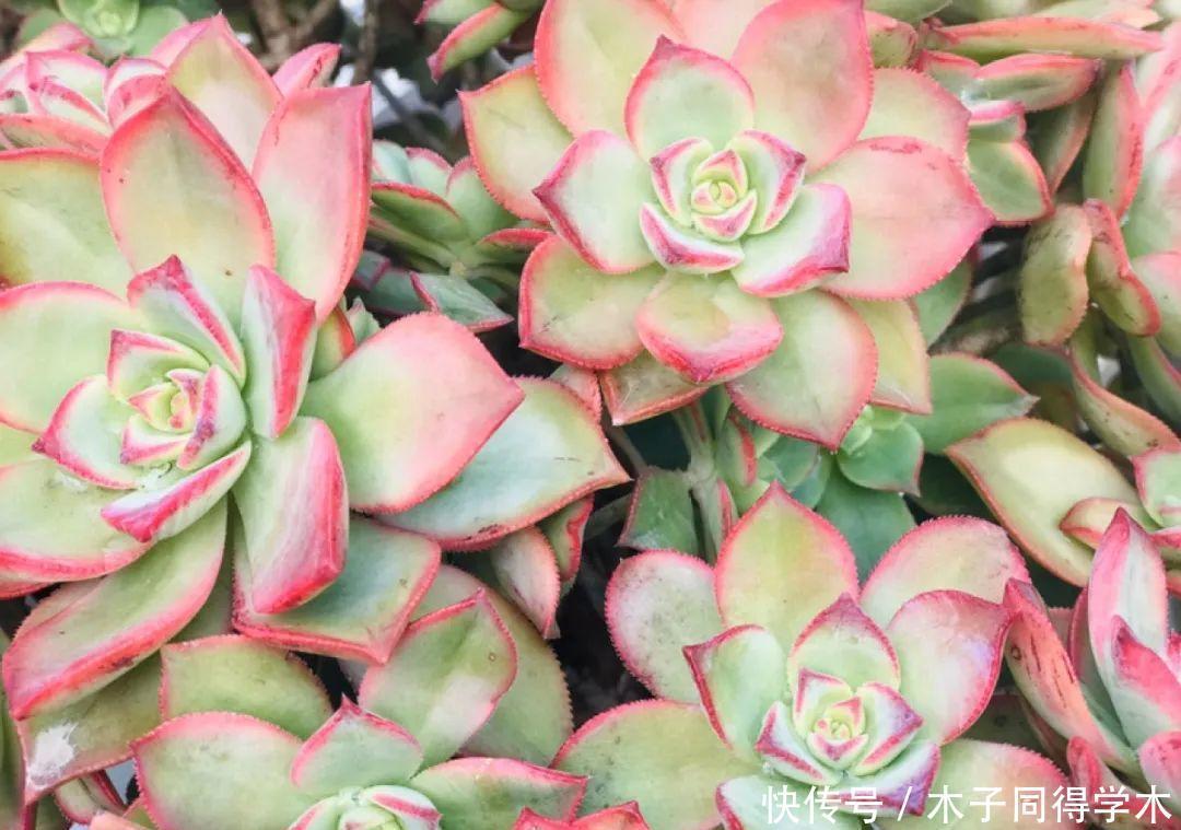 刚开始养多肉很嫌弃,后来越养越爱,打脸实录