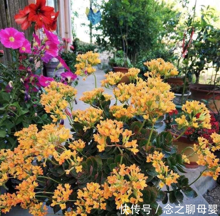 长寿花剪一刀,理个小平头,株型矮壮开花多