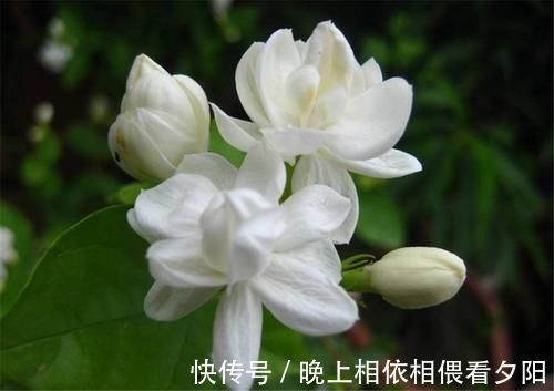 茉莉花|想要冬季茉莉花损耗小,养护做好这几点,来年长势快,开花多