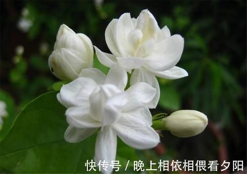 茉莉花|想要冬季茉莉花损耗小，养护做好这几点，来年长势快，开花多