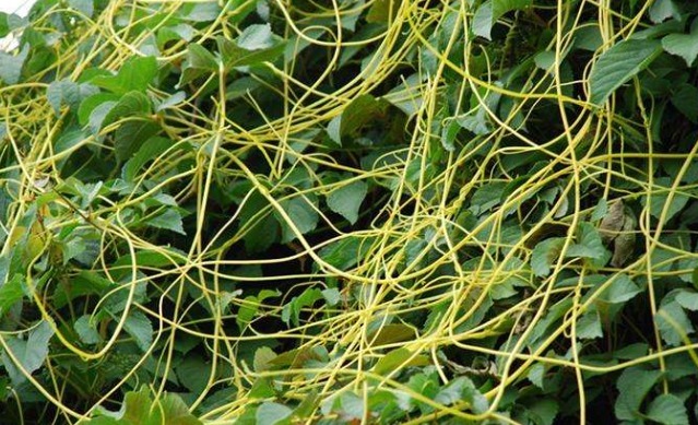 鸡肝|被称为“回春宝”,菟丝子补肾功效高,送你几方壮阳又强身