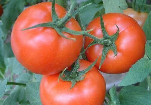 它是血管“清潔工”,堅(jiān)持每天吃一點(diǎn),助疏通血管,身體健康