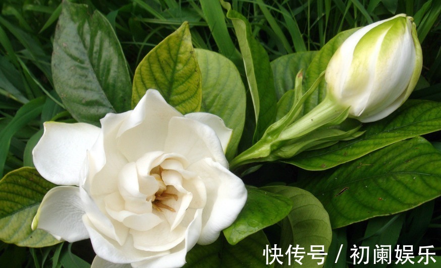 栀子花老爱长黄叶喷点“救命水”,叶子油绿窜花苞!