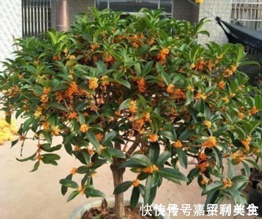 养桂花,就施“1种肥”,不仅“现在”开花多,来年花更多!