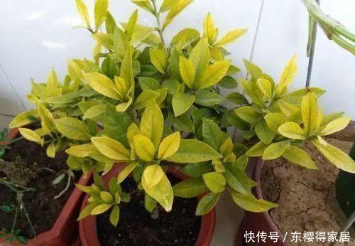 杜鹃花|3种花再喜欢,也别轻易买,虽然很漂亮,但能“养活”的人不多