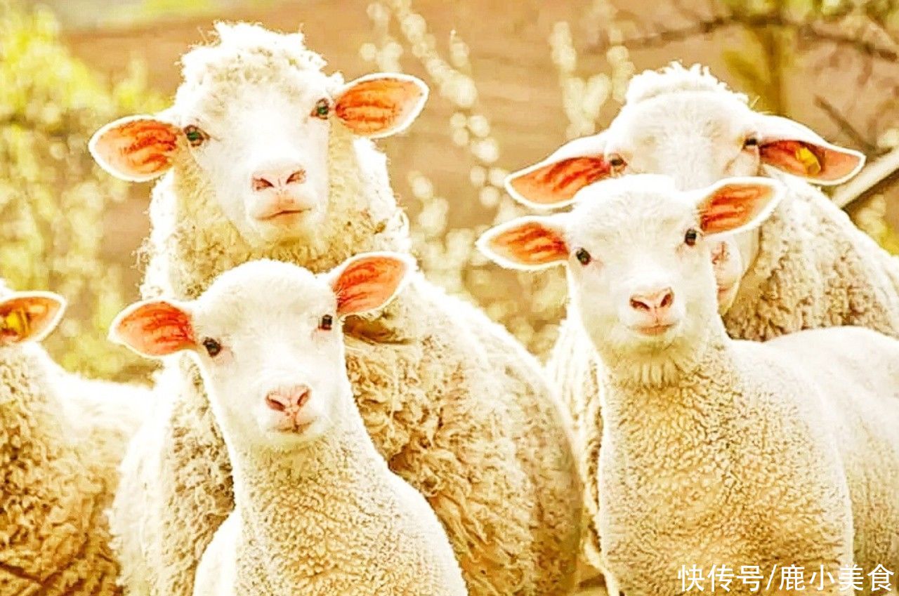 羊肋排|买羊肉时,行家专买“4个羊肉部位”,好吃又不亏,不懂吃才可惜