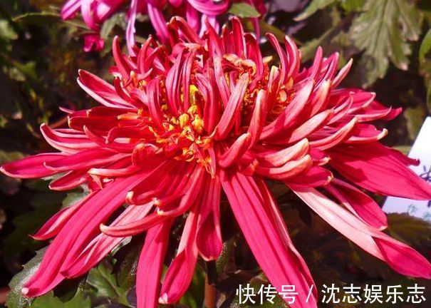 珍稀名菊|喜欢菊花，就养盆“珍稀名菊”盘龙托桂，花开金蕊红衣，高雅秀气