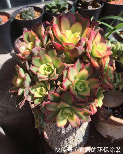 白牡丹|这三种多肉是多肉中的小强，一生只用买一次，出了状态照样美