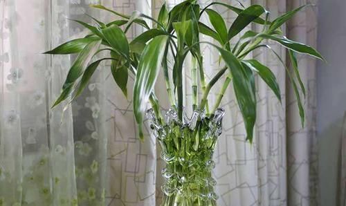 打蜡|水培富贵竹,水里加点它,茂盛不黄叶,叶子像打蜡,蹭蹭冒新叶!