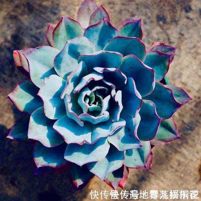 意境|10款意境深远的蓝色系多肉！养成老桩美呆了！越养越爱！