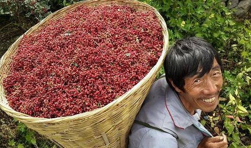 暖宫|女生常用花椒敷此处，有助于温暖女生的子宫，还能帮助消解脂肪