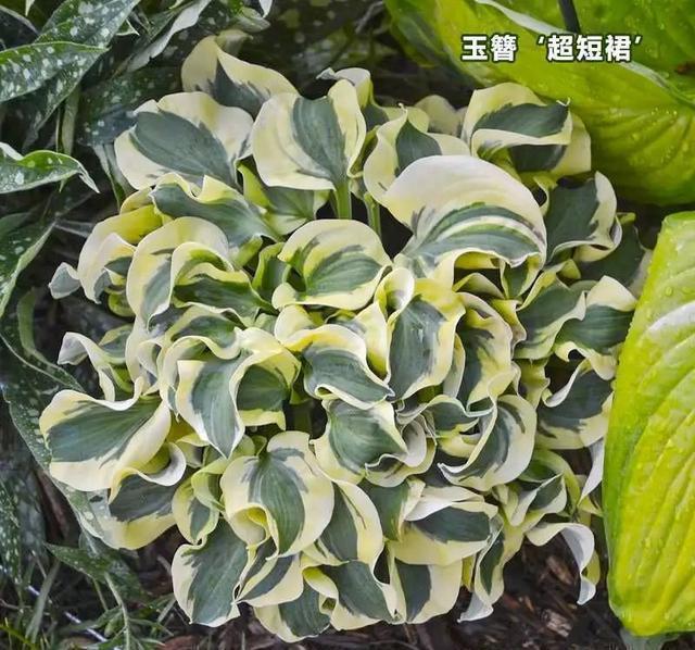 史上最耐阴的花,越阴凉越长得旺,绿萝虎皮兰靠边站