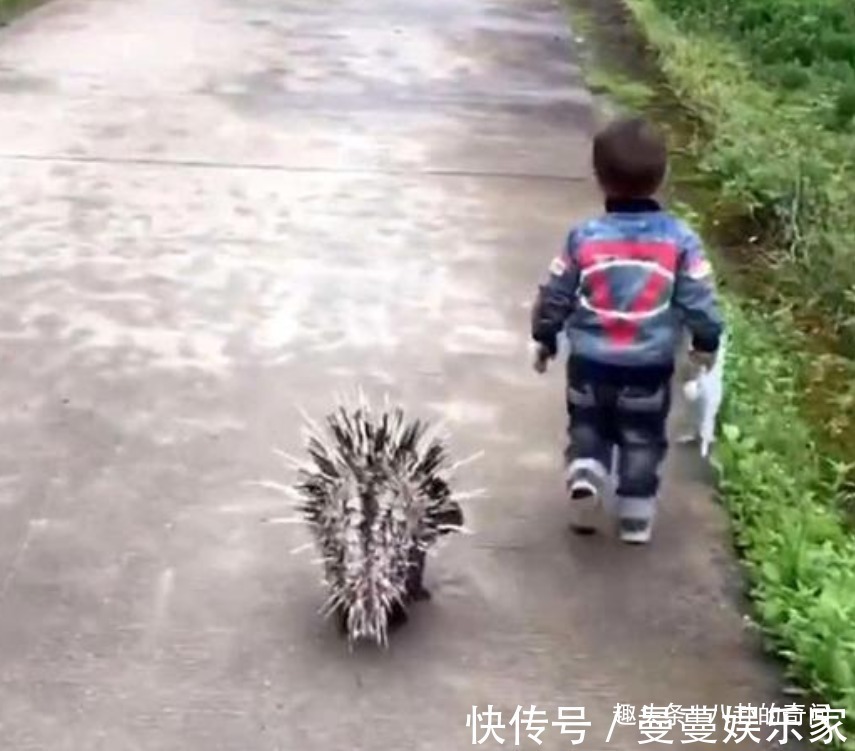 幼儿园|宝宝在幼儿园被欺负,隔天带“神兽”去复仇,网友太野了吧